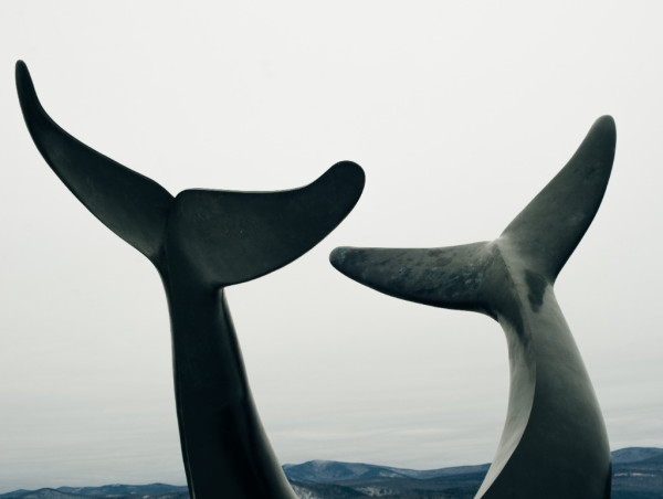  Whales & sharks increasingly accumulate stablecoins amid Bitcoin’s post-CPI stability 
