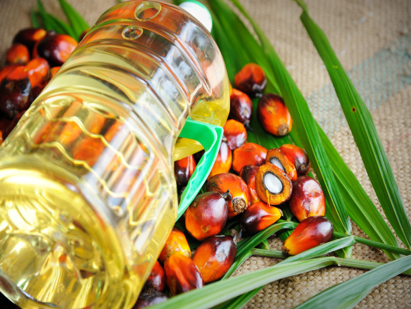Palm oil price forecast as the El Nino weather event takes shape