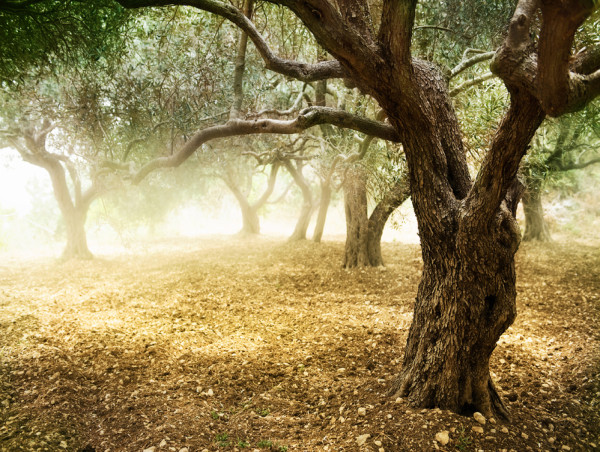 Olive oil price surge could worsen as Europe heat wave continues