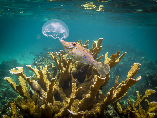  Why Cuba's Coral Reefs Have Endured Climate Change and Offer Hope to the Rest of the World 