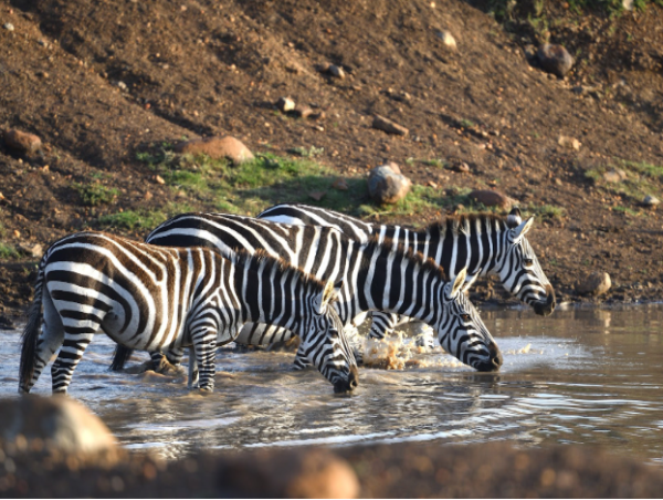  Mara Buzzing with Life as the 2023 Wildlife Migration Kicks Off 