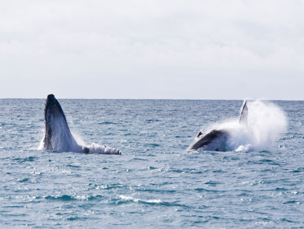  Bitcoin (BTC) outlook as key whales increasingly accumulate stablecoins 