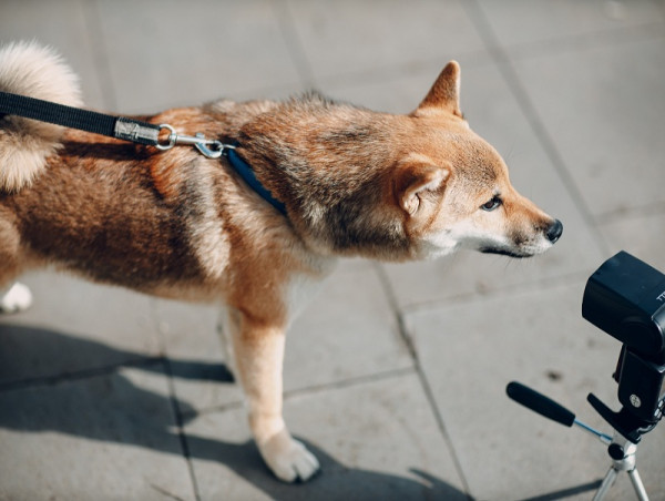  Investors trooping to Shiba Memu as top meme coins slump 
