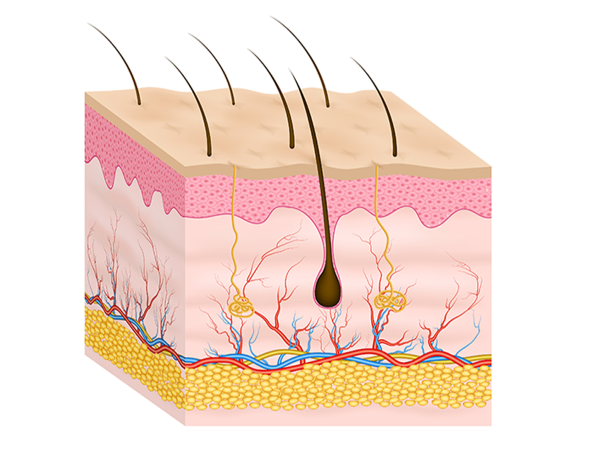  MLM Medical Labs Introduces Newly Validated MC903 Atopic Dermatitis Model for Preclinical Research 