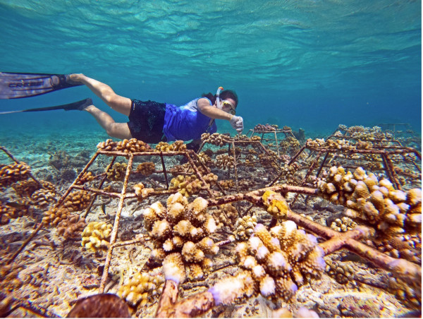 OBLU SELECT Sangeli Leads Coral Conservation Efforts to Revive Marine Ecosystem