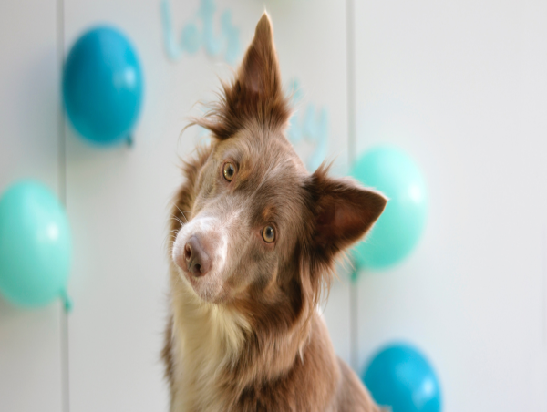 PEDIGREE Foundation Celebrates 15th Birthday and Kicks Off DOGust® with New Fundraising Efforts