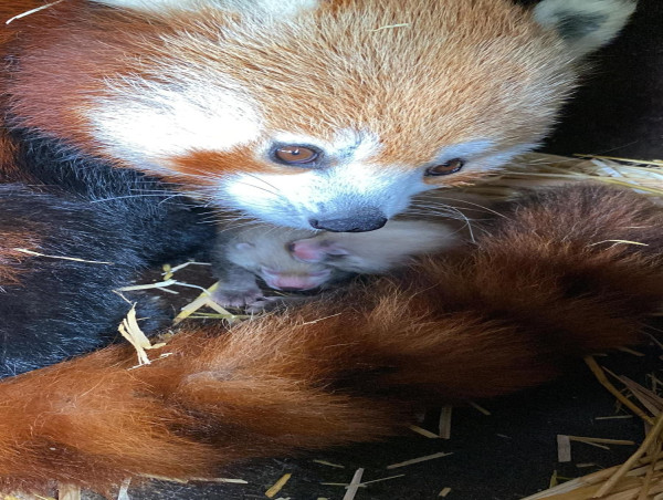  Birth of twin red panda cubs at Whipsnade Zoo offers hope for endangered species 