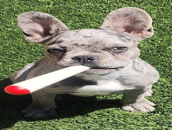 Puff Palz Pet Toys Now Available Nationwide: A New Era of Fun, Funny and Unique Pet Toys
