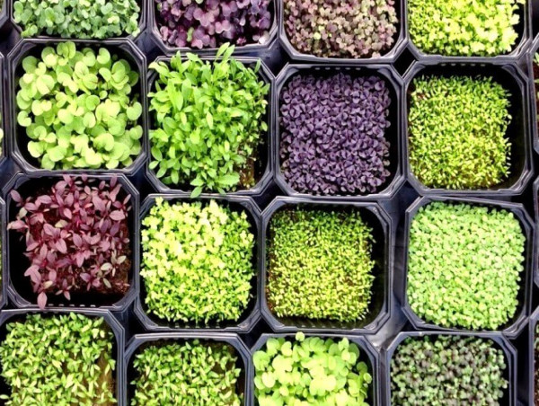 U.S. Microgreens Market is Booming Worldwide Growth Prospects, Incredible Demand and Business Strategies 2028