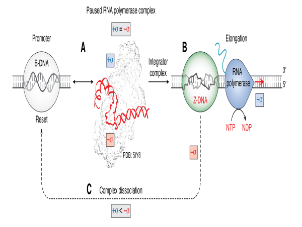 Flipons are tiny DNA actuators that play a previously unknown role in gene expression