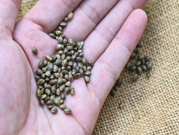 North America was the highest revenue contributor in Cannabis Seeds Market with CAGR of 18.4% | AMR