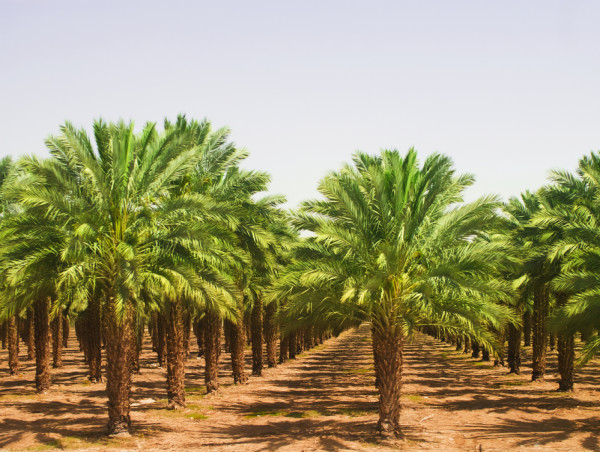  Palm oil price analysis as El Nino complicates supply dynamics 