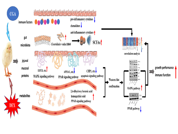Roles of Chlorogenic acid in Regulating Growth Performance and Immune Function of Broilers