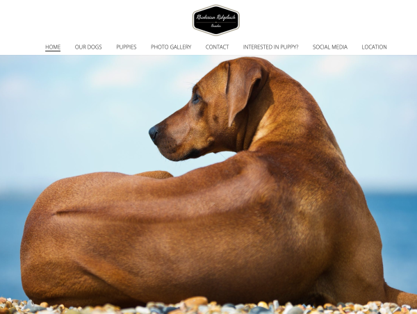 Rhodesian Ridgeback Puppies Available Now