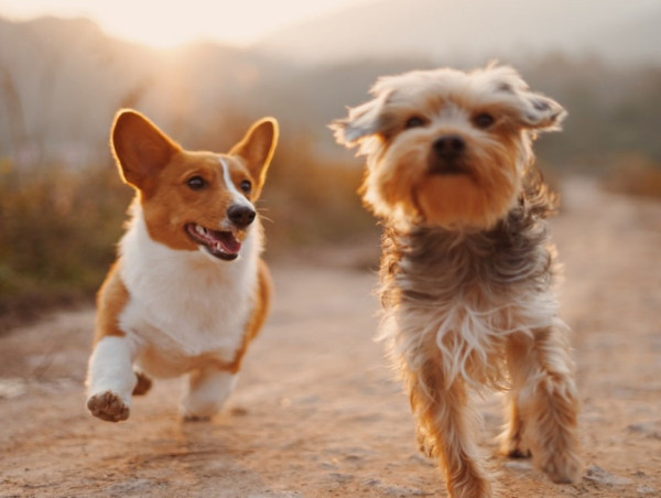  Introducing CanMyDogEat.org: The Go-To Source for Reliable Canine Nutrition Information 