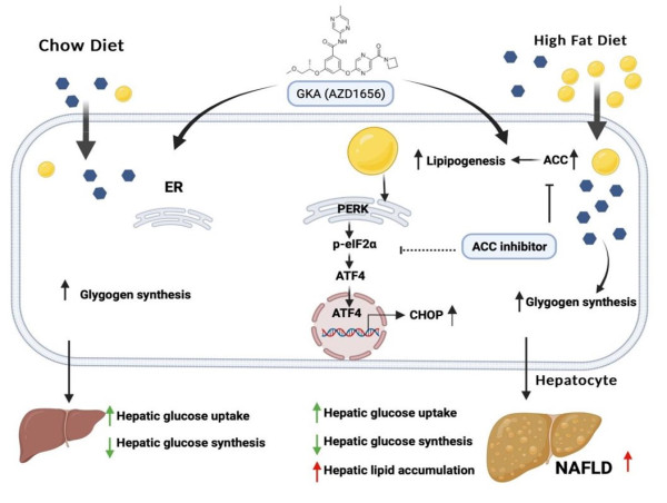  GKA improves glucose tolerance and induces hepatic lipid accumulation in mice with diet-induced obesity 