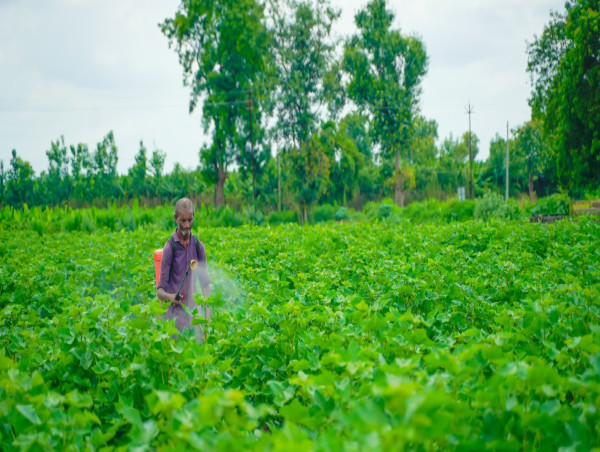  What to expect from the RBI amid potent tomato prices, surging CPI and contracting WPI? 