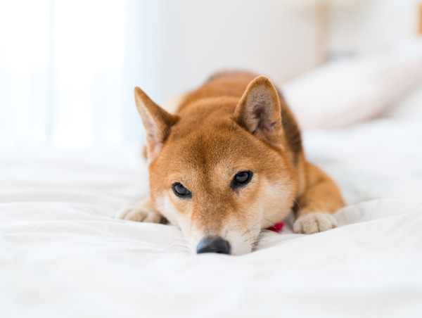  Shiba Inu’s Shibarium: evaluating initial challenges & potential future 