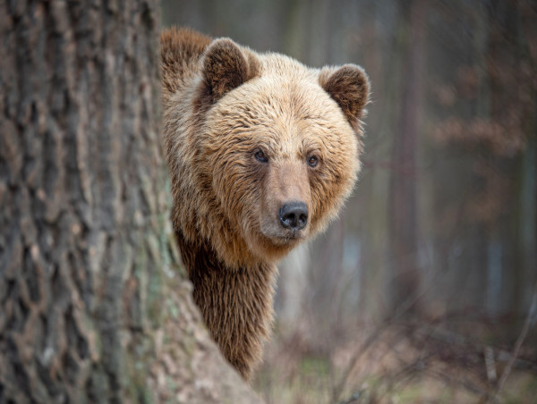  Bitcoin on-chain data suggests BTC not out of the woods just yet 
