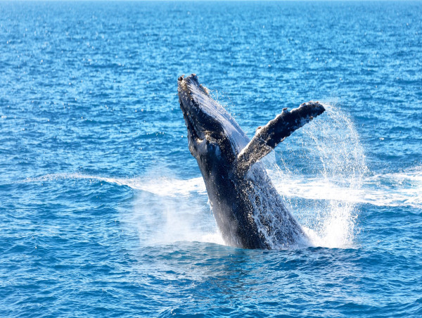  Ethereum whale activity spikes to 16-week high 