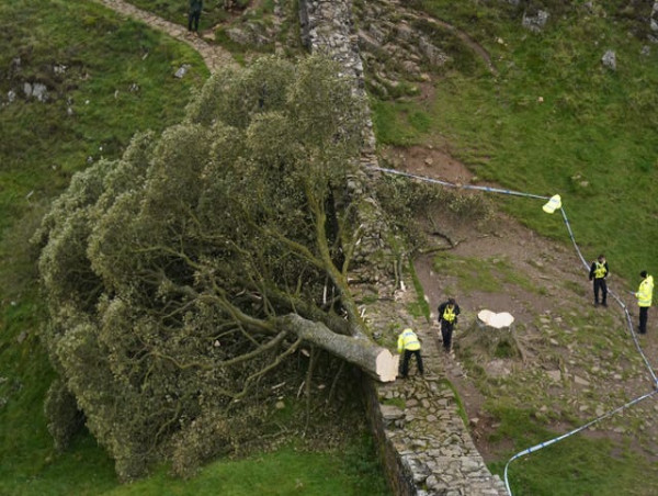  New shoots expected to grow from Sycamore Gap tree but it ‘won’t be same again’ 