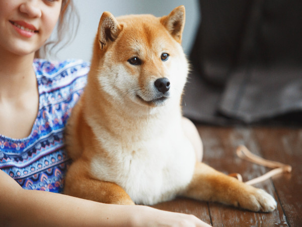  Dogecoin experiences numb volatility as attention shifts to thriving Shiba Memu 