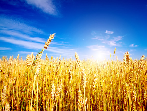  Wheat price forecast as the relentless sell-off gains steam 