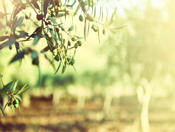 Olive oil price surge gains momentum as supplies dwindle