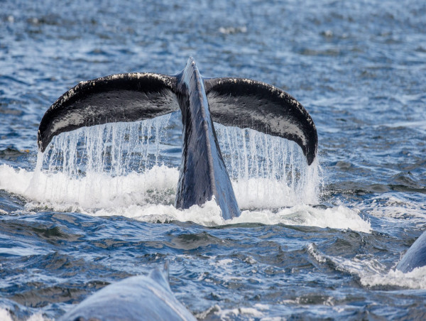  Chainlink whales add 5.12 million LINK as small retail eyes profit deals 