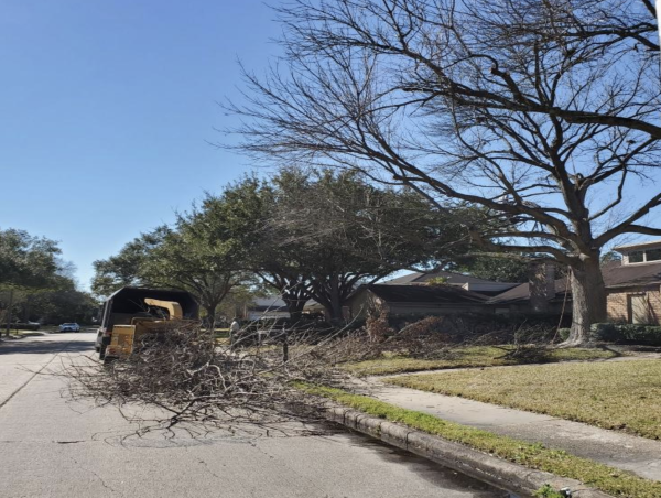  Tree Care Marketing Triumph: MG2 Tree Service's Growth Story with Tree Leads Today 