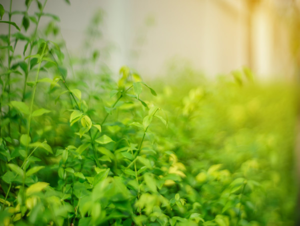  FLOKI staking surpasses $41.35M in TVL as crypto market turns green 