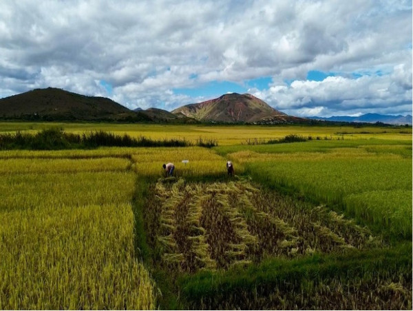 Nourrir une Nation en Dépit des Défis : Le Riz Pérenne Apporte un Nouvel Espoir à Madagascar