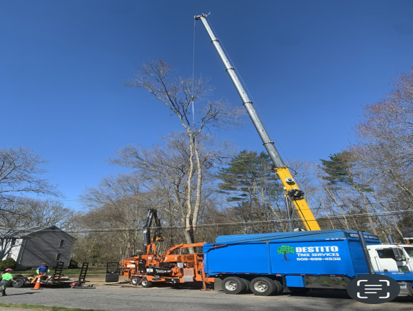  Destito Tree Services: A Family-Owned Success Story with Tree Leads Today 