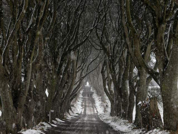  Work begins in operation to cut down trees made famous by Game Of Thrones 