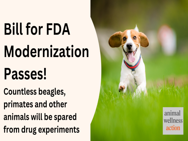  Senators tell FDA to Update Regulations Regarding Non-Animal Testing Methods 