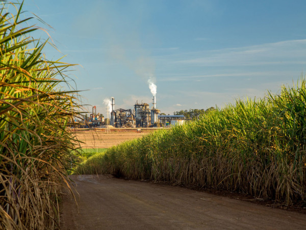 Sugar prices are flying but a retreat could be in the horizon