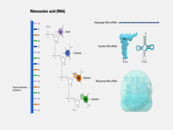  Ribonucleic Acid (RNA) Markers Market Pronounce Growth in Upcoming Years| Takara Bio Inc., Abnova Corporation, Lonza 