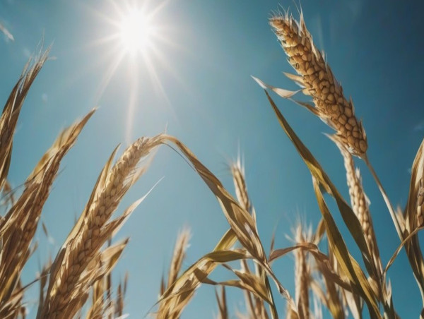 Russian wheat output to decline ‘notably’; Brazilian soybeans volatile