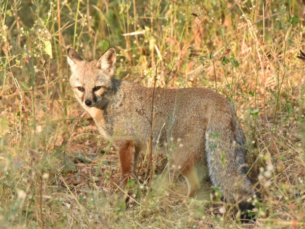  Madhya Pradesh Wildlife, the Kuno Forest Festival 