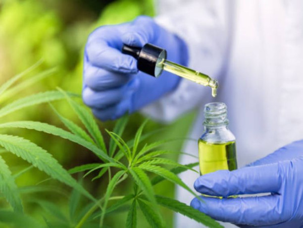  Cannabis Extract Market Will Generate Booming Growth Opportunities to 2030 | Tikun Olam, Aphria Inc., Maricann Group Inc 