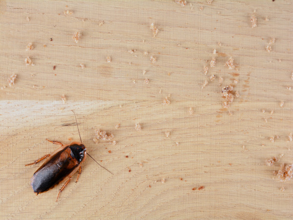  Southern Maryland Boys Pest Control Enhances Cockroach Extermination Services 