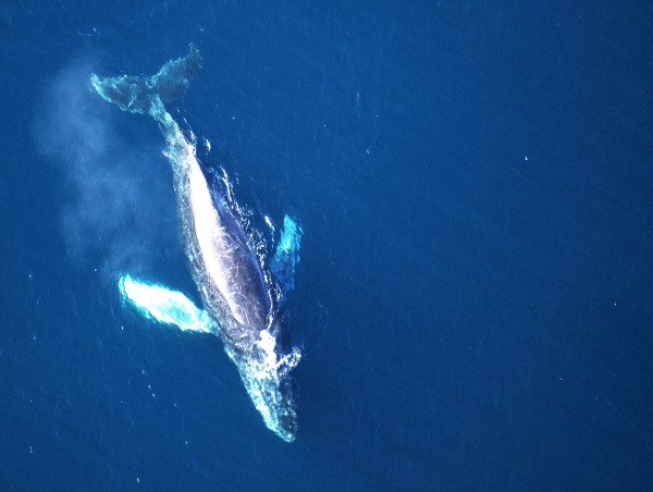  Ambassadors for Protecting Blue Whales and Blue Skies Make Sustainable Shipping Choices 