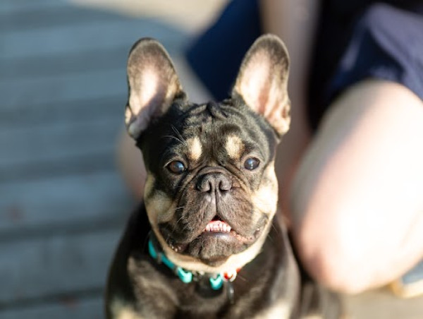  California Bulldog Association: Committed to Excellence in Bulldog Breeding and Welfare 