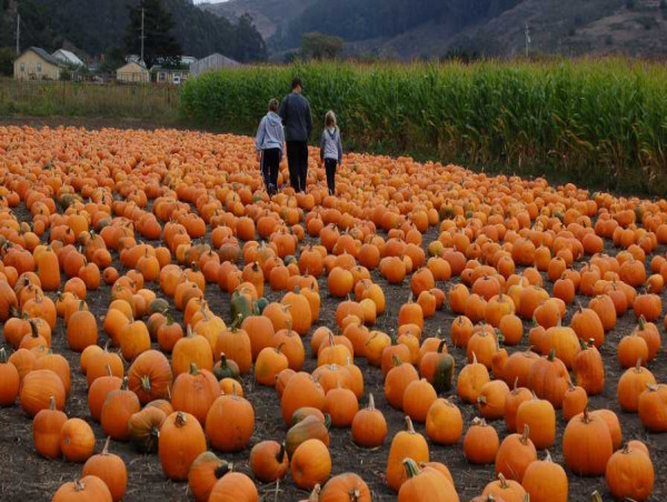  Agritourism Market Incredible Possibilities, Growth with Industry Study, Detailed Analysis and Forecast to 2032 