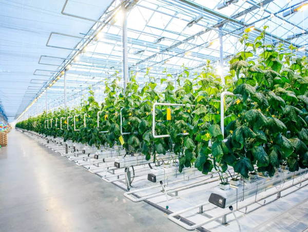 Commercial Greenhouse Market Growth and Statistics: 2023, Research Analysis, Business Expansions by 2030 | Richel Group