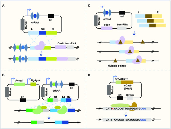  Making Probiotics More Widely Applicable through ‘CRISPR’ Engineering 