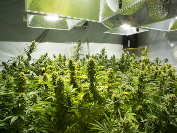  Down 99% from ATH, is Tilray Brands (TLRY) stock a bargain? 