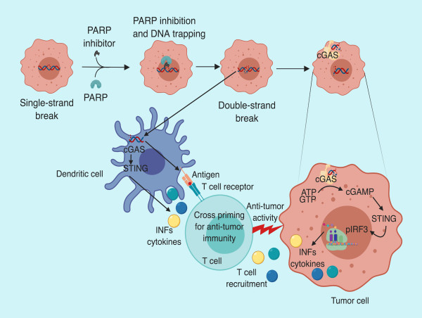  Parp Inhibitor Market Growth 2023-2030, Industry Analysis, Size, Share | Pfizer, Inc., Clovis Oncology Inc., AbbVie Inc. 