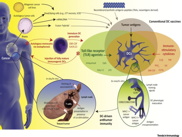  Dendritic Cells Unleashed: Market Growth, Trends, and Size in Cancer Vaccine Innovations 