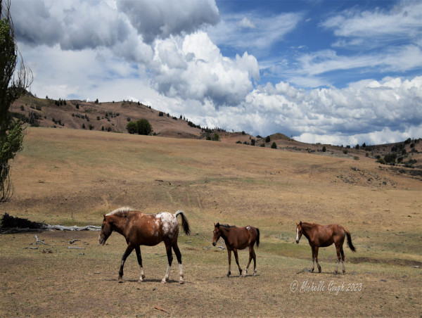  Fellowship Program For University Students to Improve Understandings of Wild Horses 